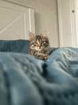Котёнак котенак!