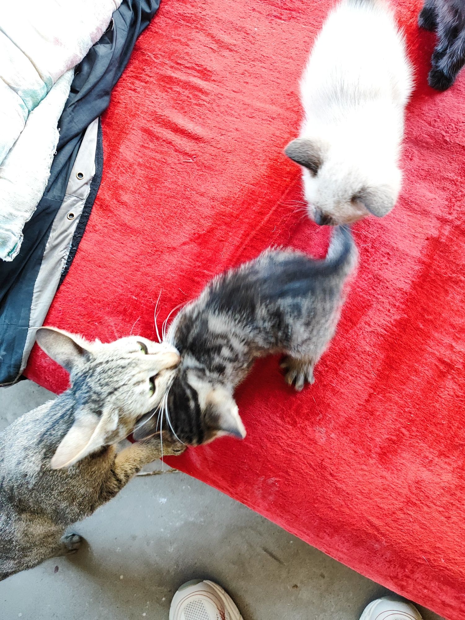 Отдам котят бесплатно