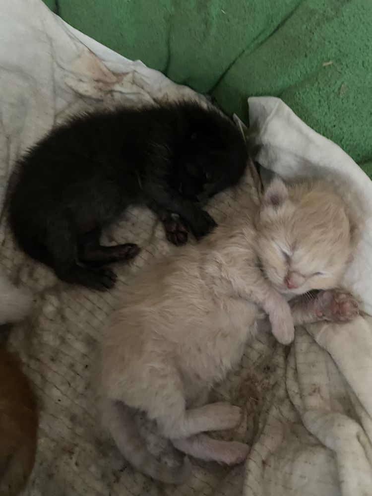 Котята красивые на продажу