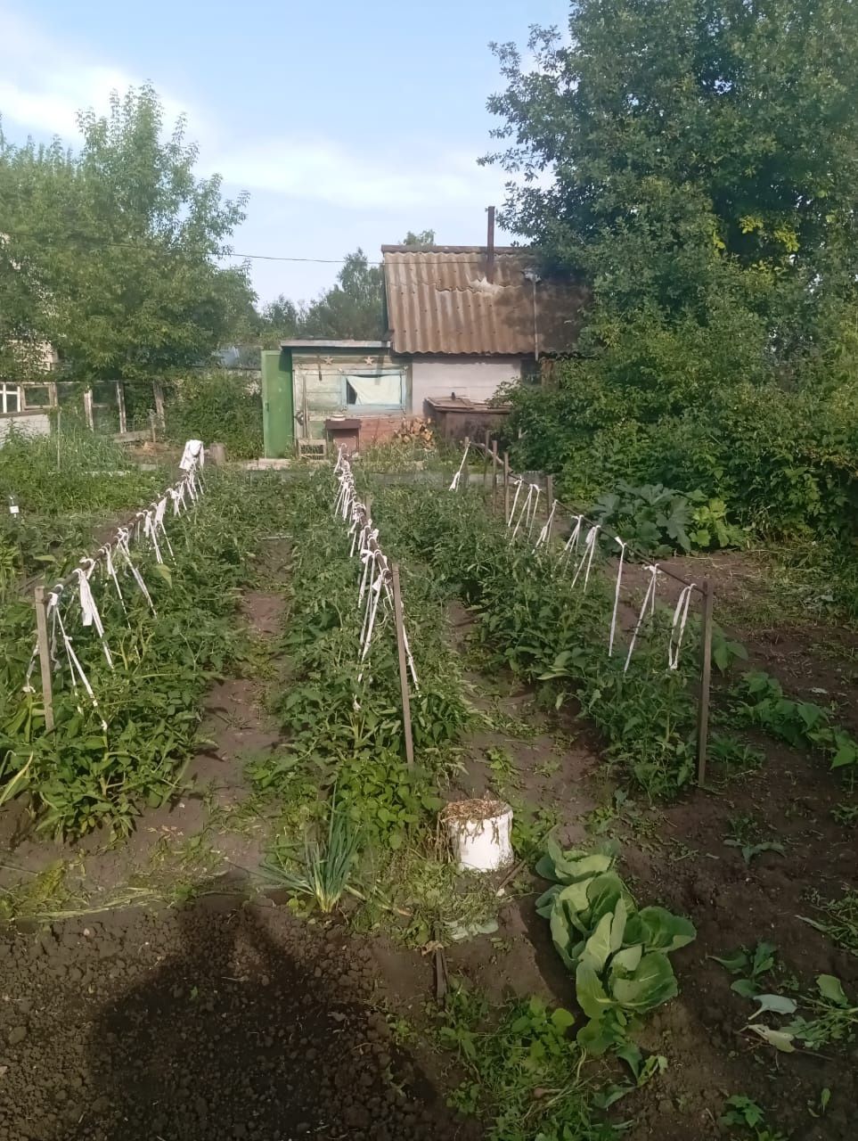 Дача в СТ Ромашка незатопляемая