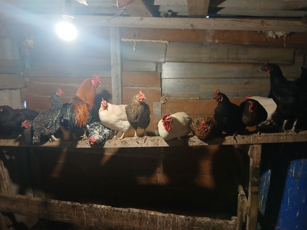 Домашних куреи  продам домашних циплята