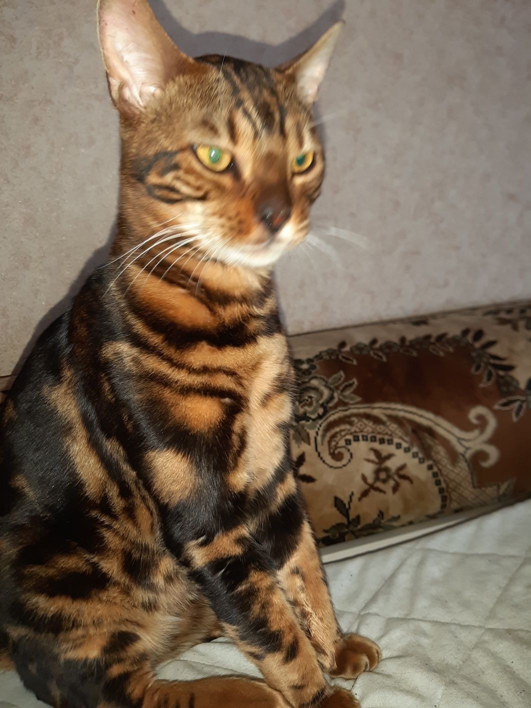 Котик бенгал ищет невесту  на вязку