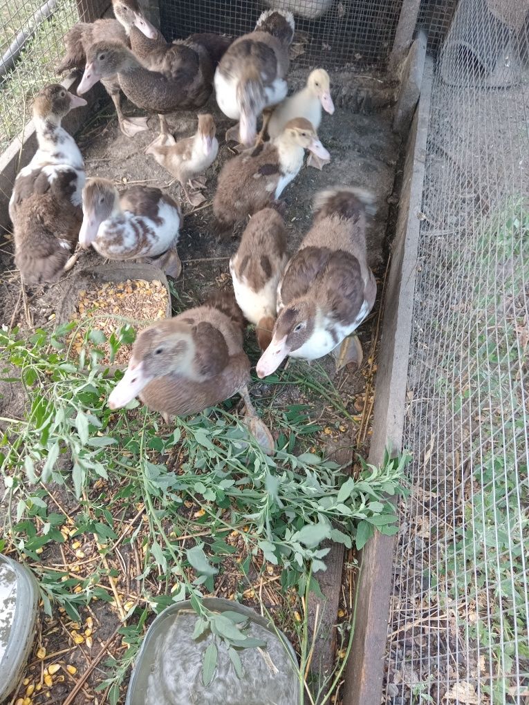 Продам  индоутят. Возраст 1 месяц.
