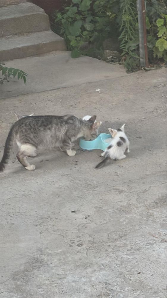 Кошка с 4 котятами отдам в хорошие руки