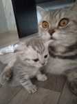 Котята шотландцы