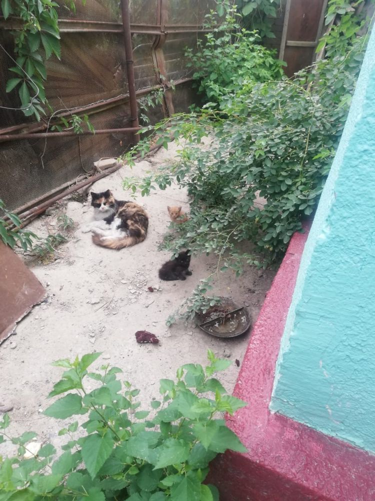 Котята домашние, красивые