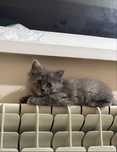 Котенок чистый умный и пушистый в хорошие руки