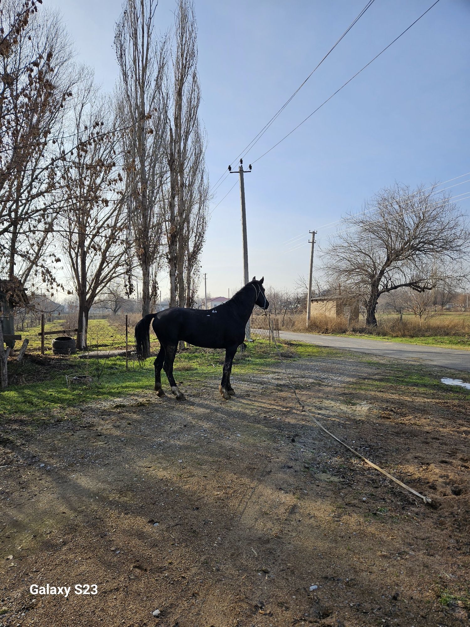 Көкпар ат сатылады
