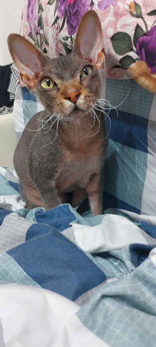 Сфинкс кошечка стерилизованная