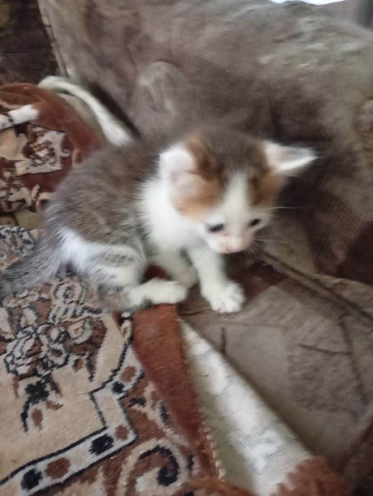 Отдам котят в хорошие и добрые руки!!!