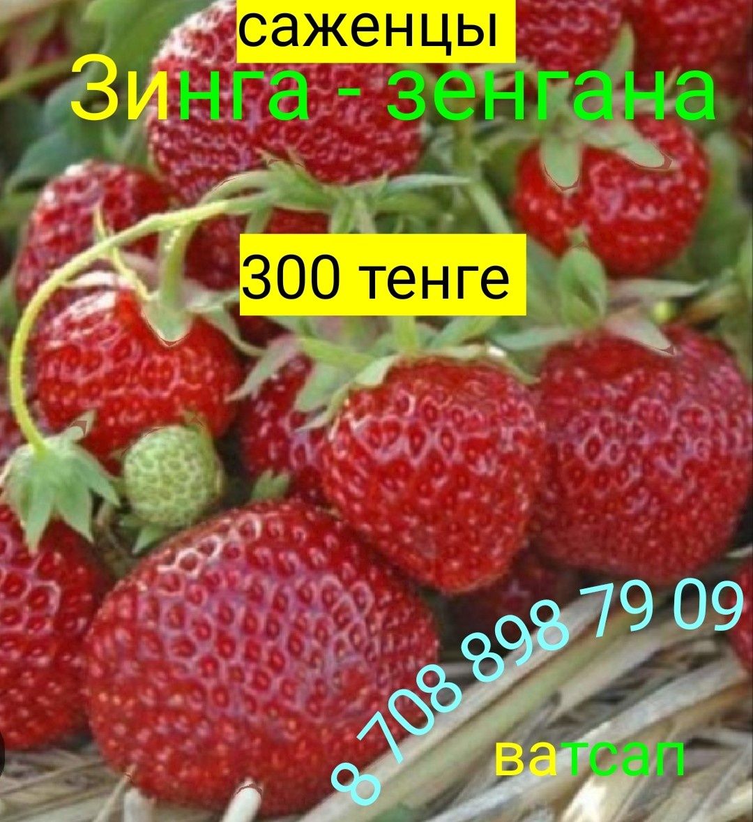Саженцы клубники  30 разных сортов