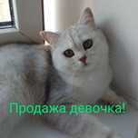 Британская короткошёрстная шиншилла серебро