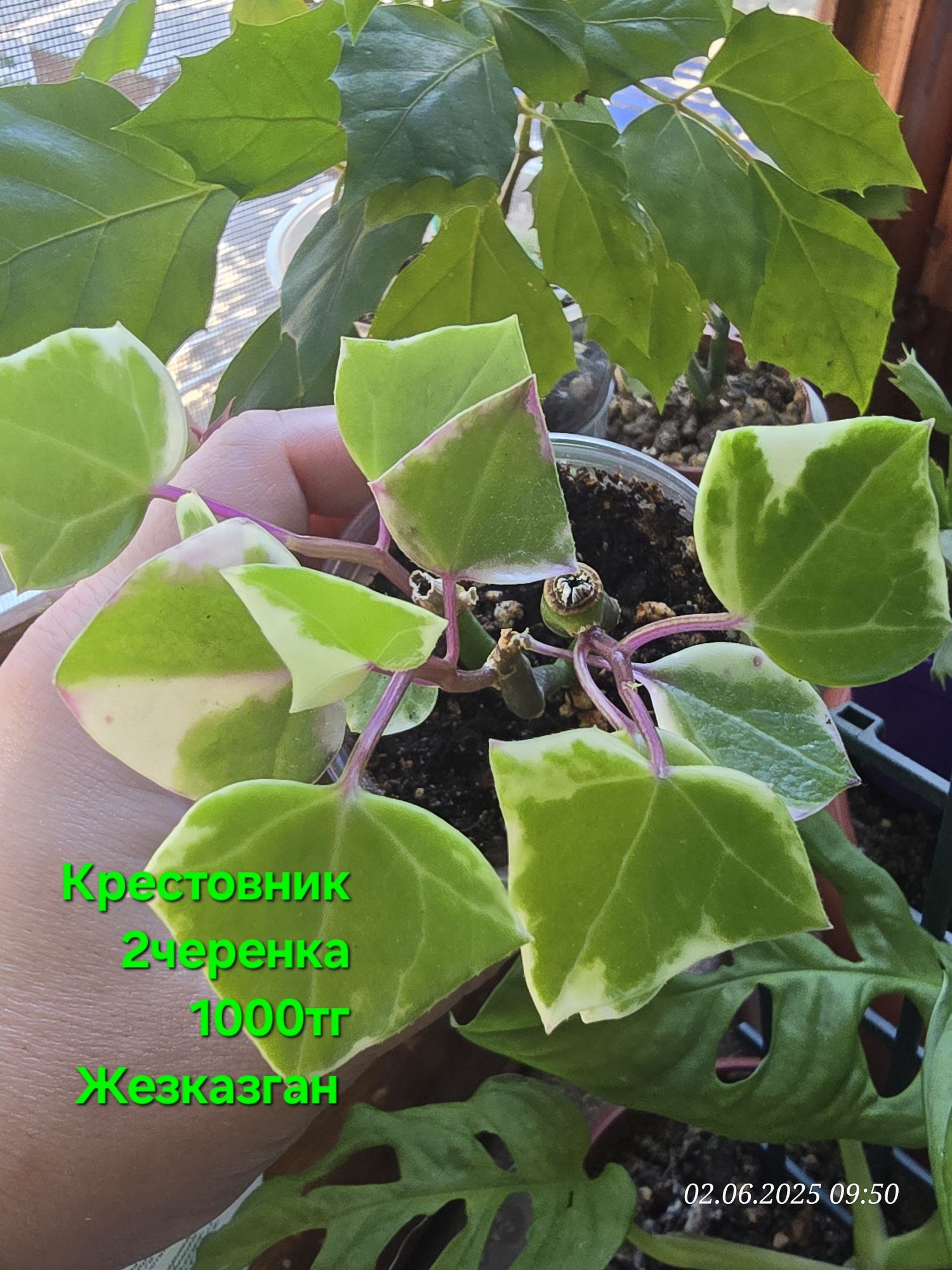 Продам комнатные цветы.