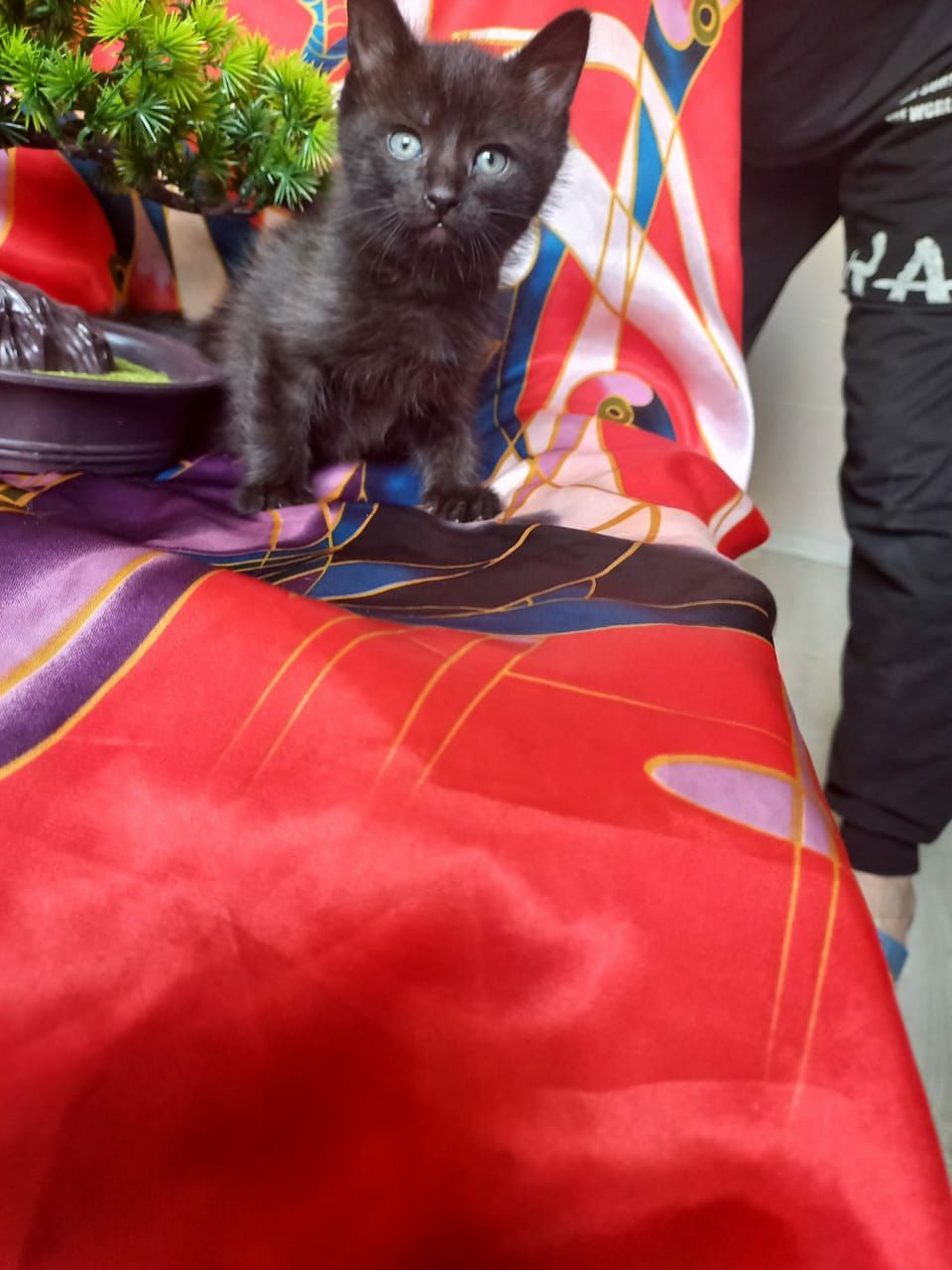 В добрые руки,котят,девочек,3 месяца,лоток 5+.