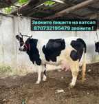 Продам корову удой от 18 л