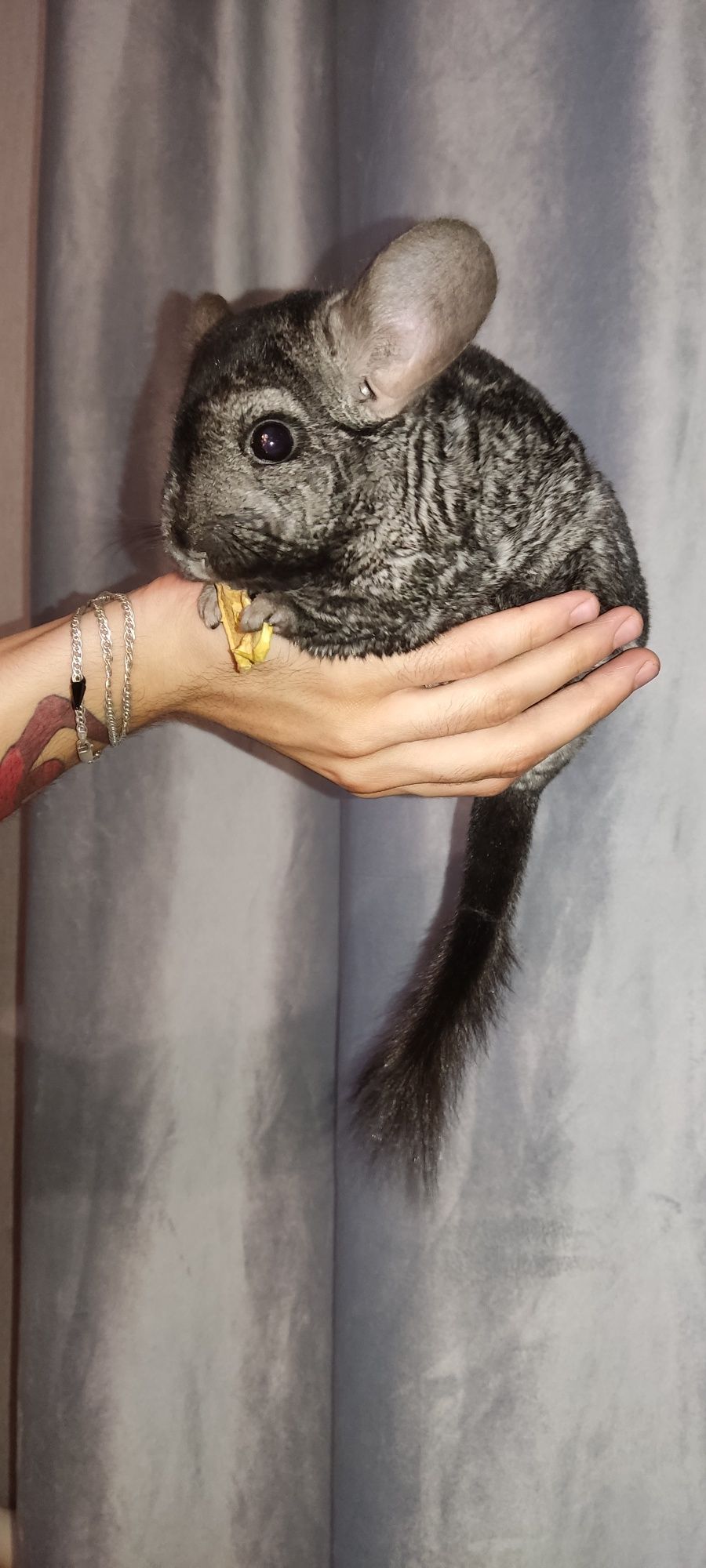 Шиншилла девочка