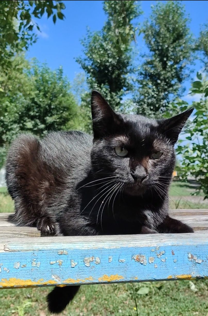 Кот, котенок подросток, менее года