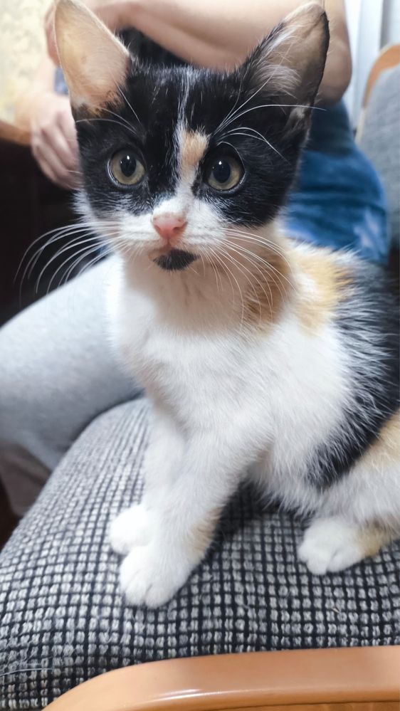 Котенок - девочка, 2 мес