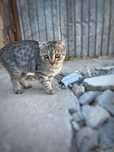 шотланский вислоухий котенок и кошка