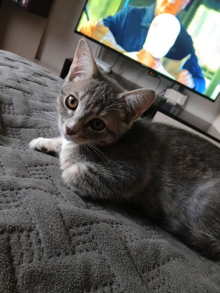 Отдам котенка девочка