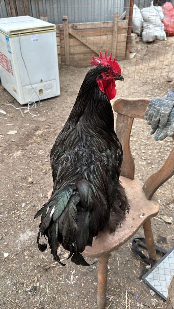 Продам яйца на инкубацию кур