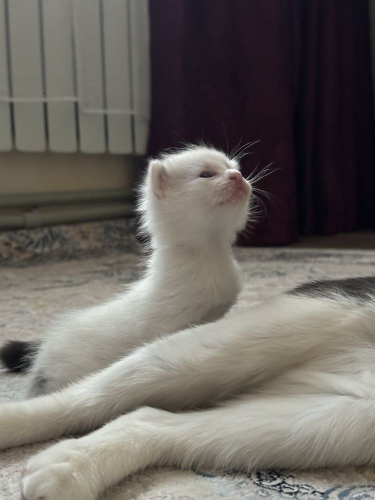 Котенок в добрые руки!