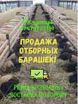 Барашки | токтушки отборные продам