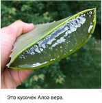 Алоэ лечебный листами