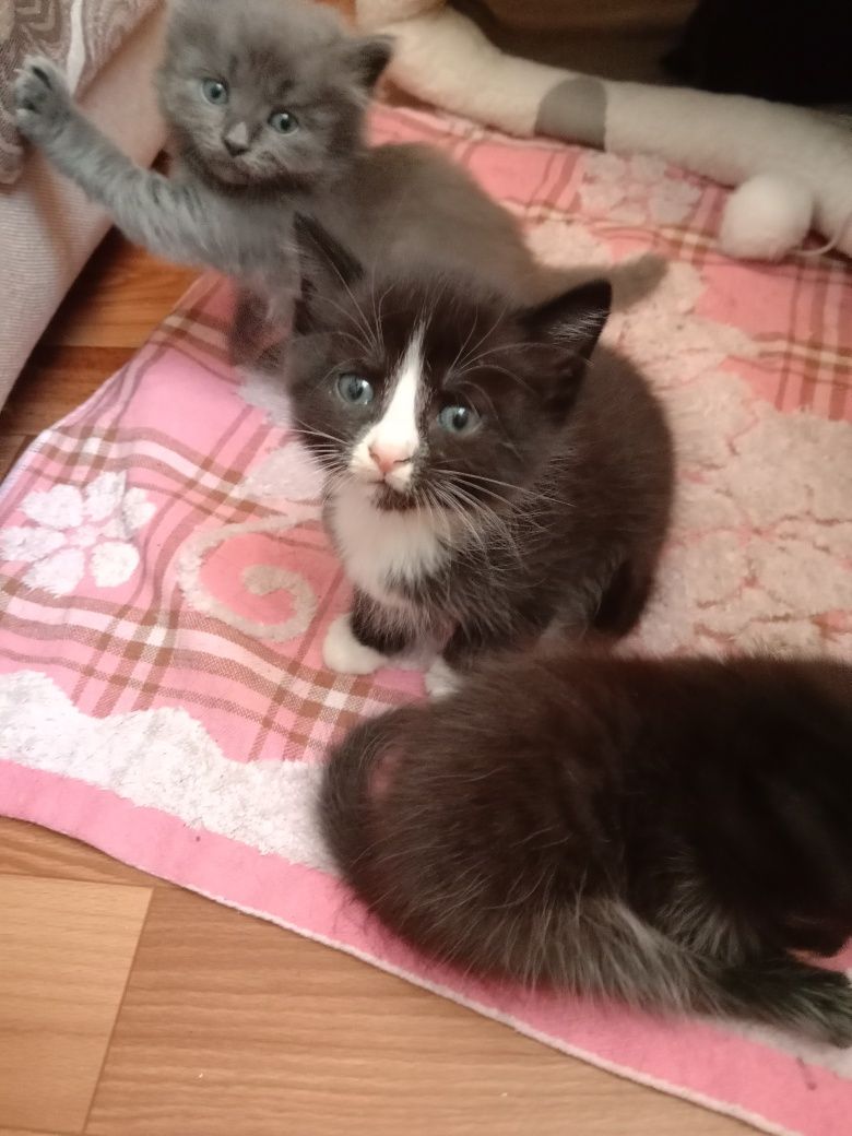 Отдам котят бесплатно