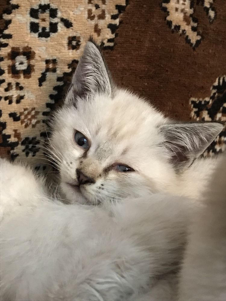 Сиамские котята красавицы