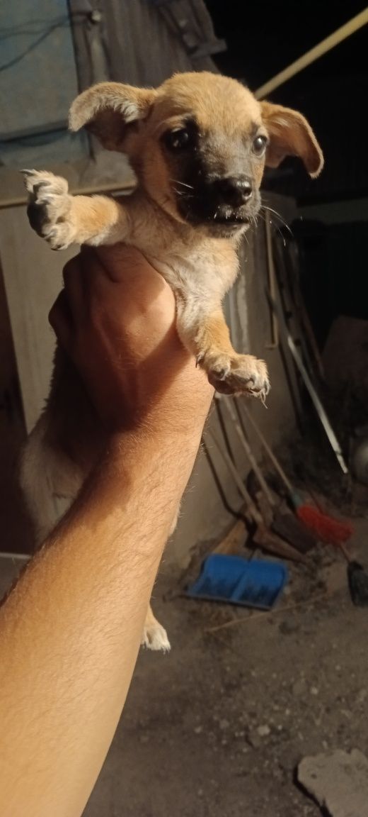 Маленькие щинята