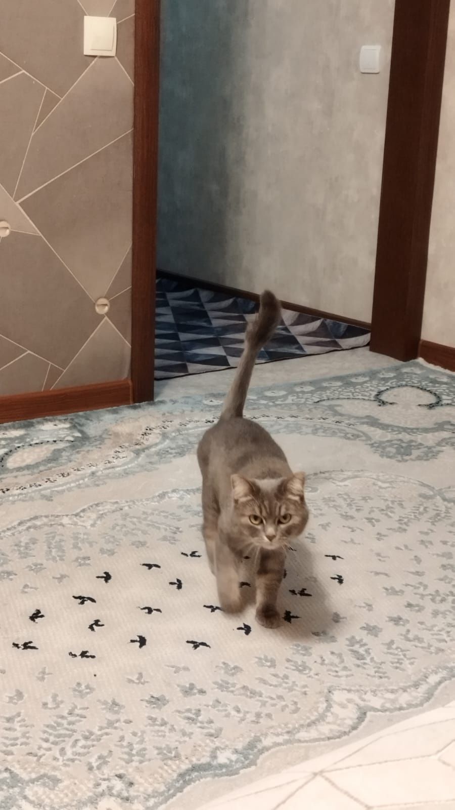 Отдам красивую добрую  кошку