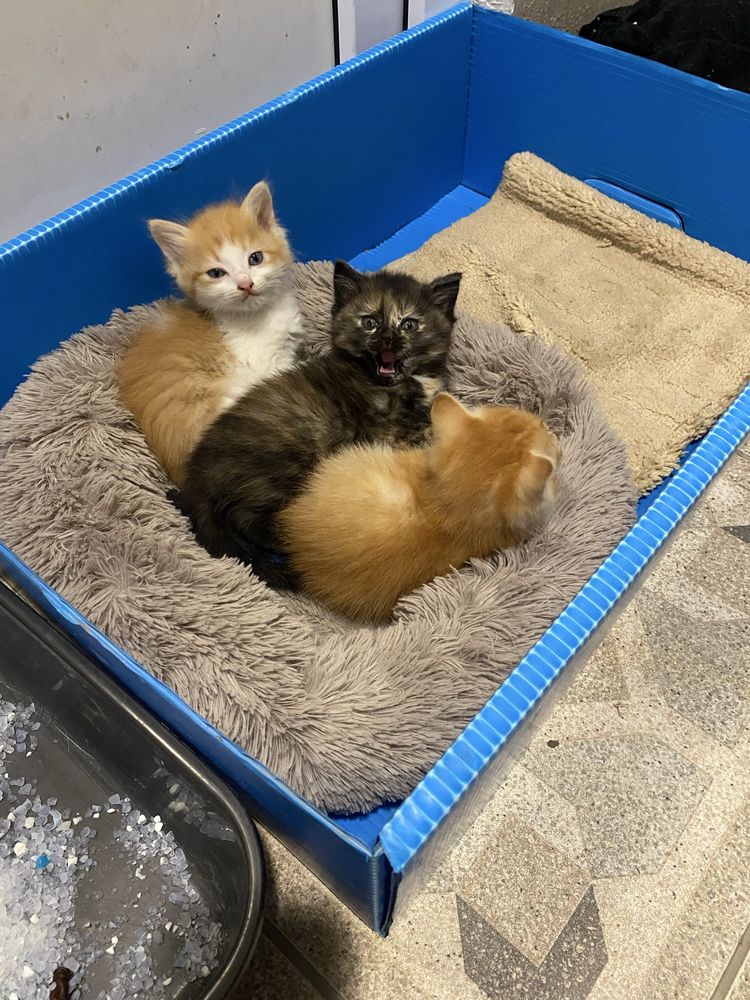Котята отдам в хорошие руки