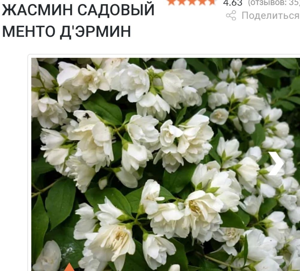 Гортензии  жасмин  пузыреплодник  аконит  гравилат  спиреи  айва  япон