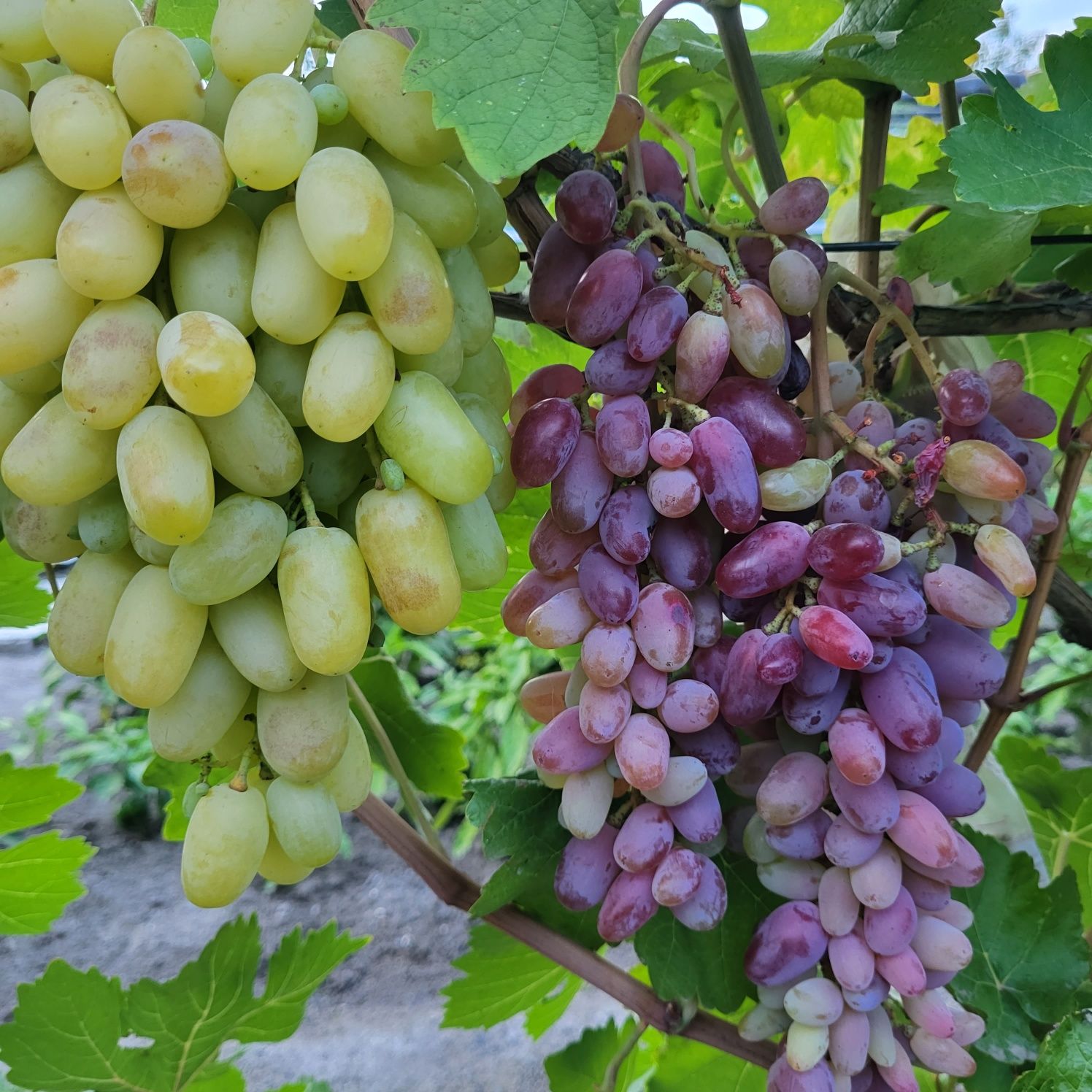 Саженцы винограда.