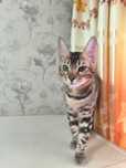 Бенгальский чудо котёнок