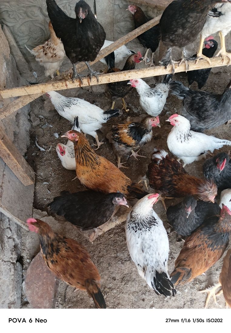 Петушки молодняк срочно продам. Цена смешная. Берите быстрее