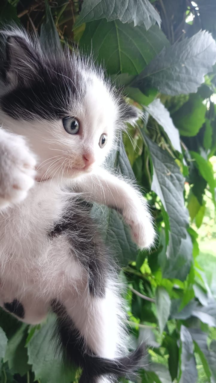 Отдам кота в добрые руки.