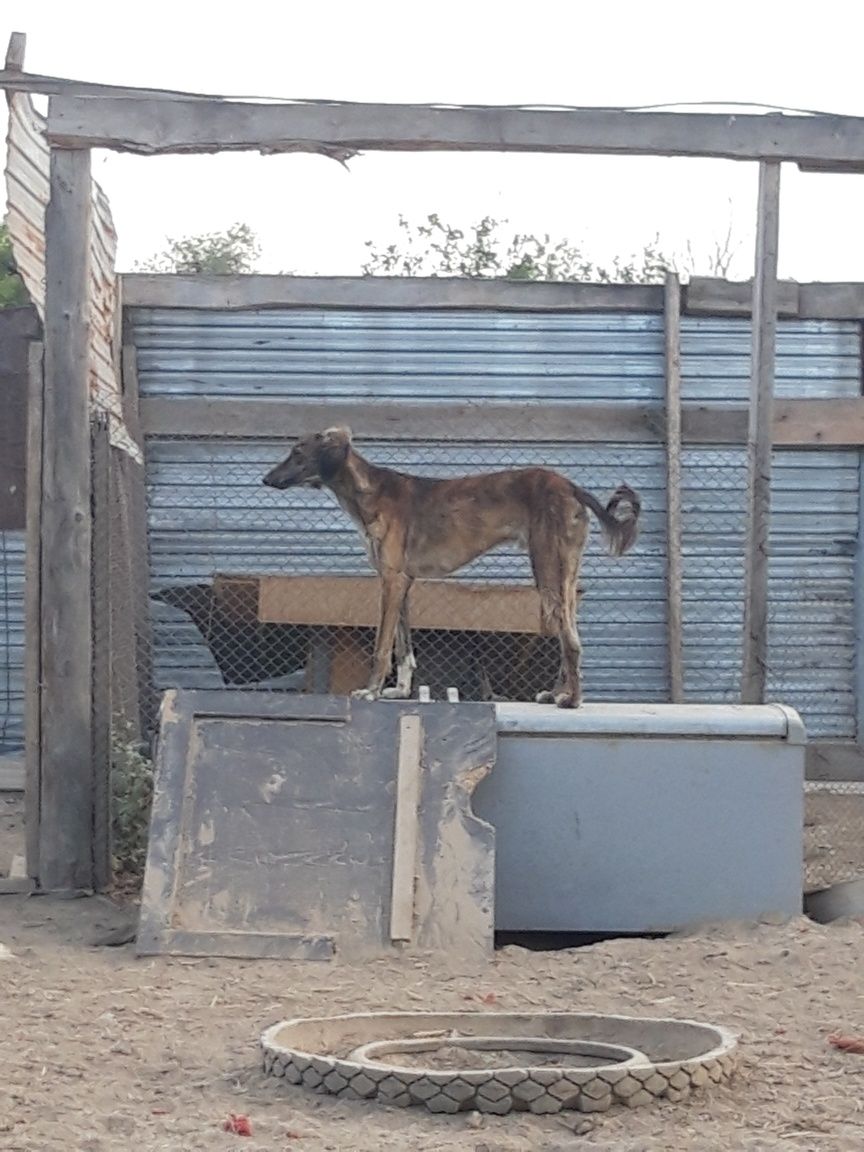Продам тазы тазы