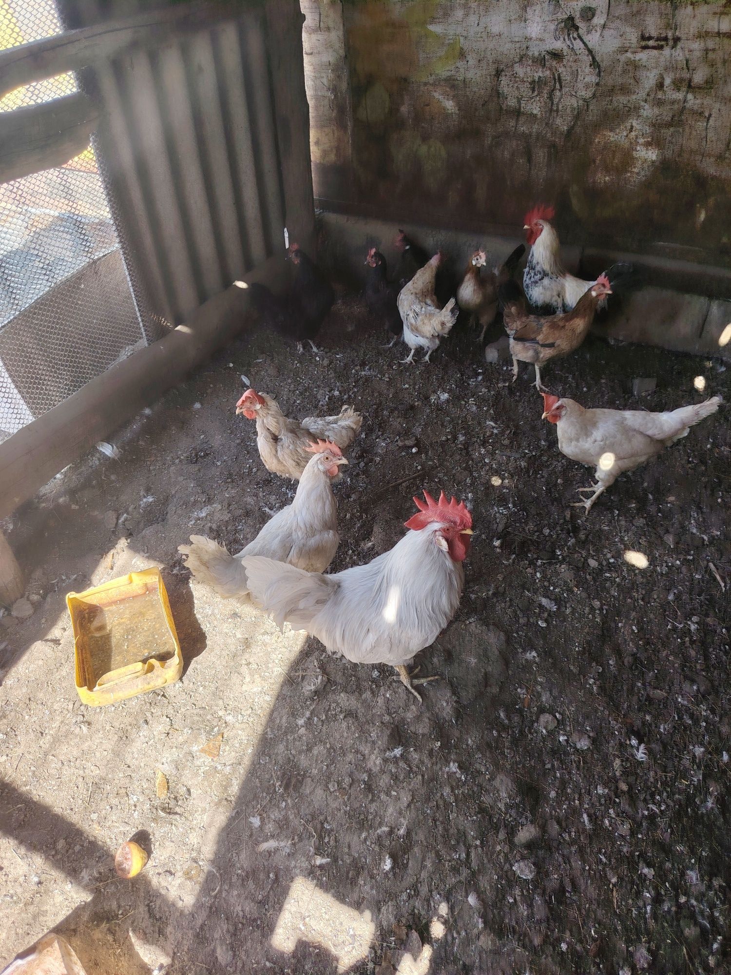 Продам Леггорн 7 штук
