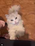 Белая пушистая кошечка