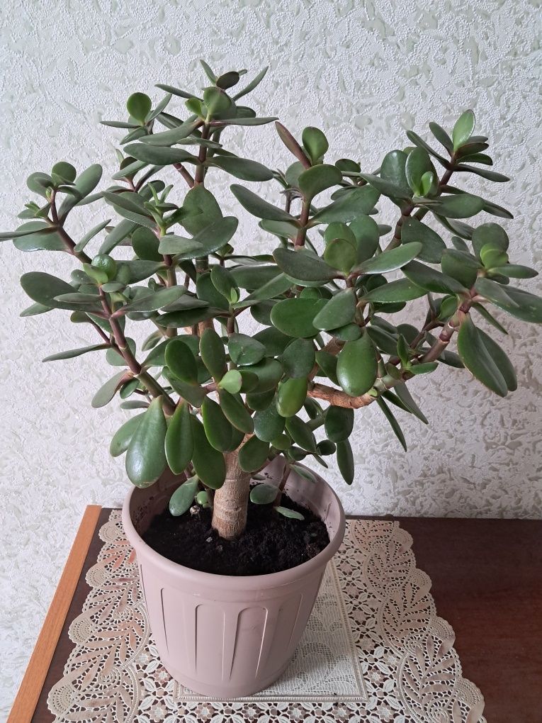 Продаю красивое денежное дерево