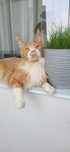 Котик породы мейнкун
