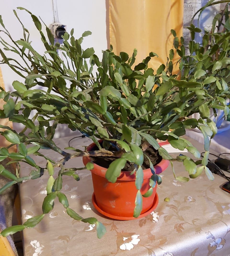 Декабрист и Алое
