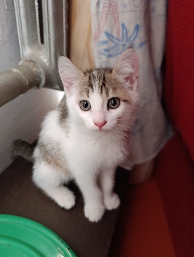 Котята Кызылорда