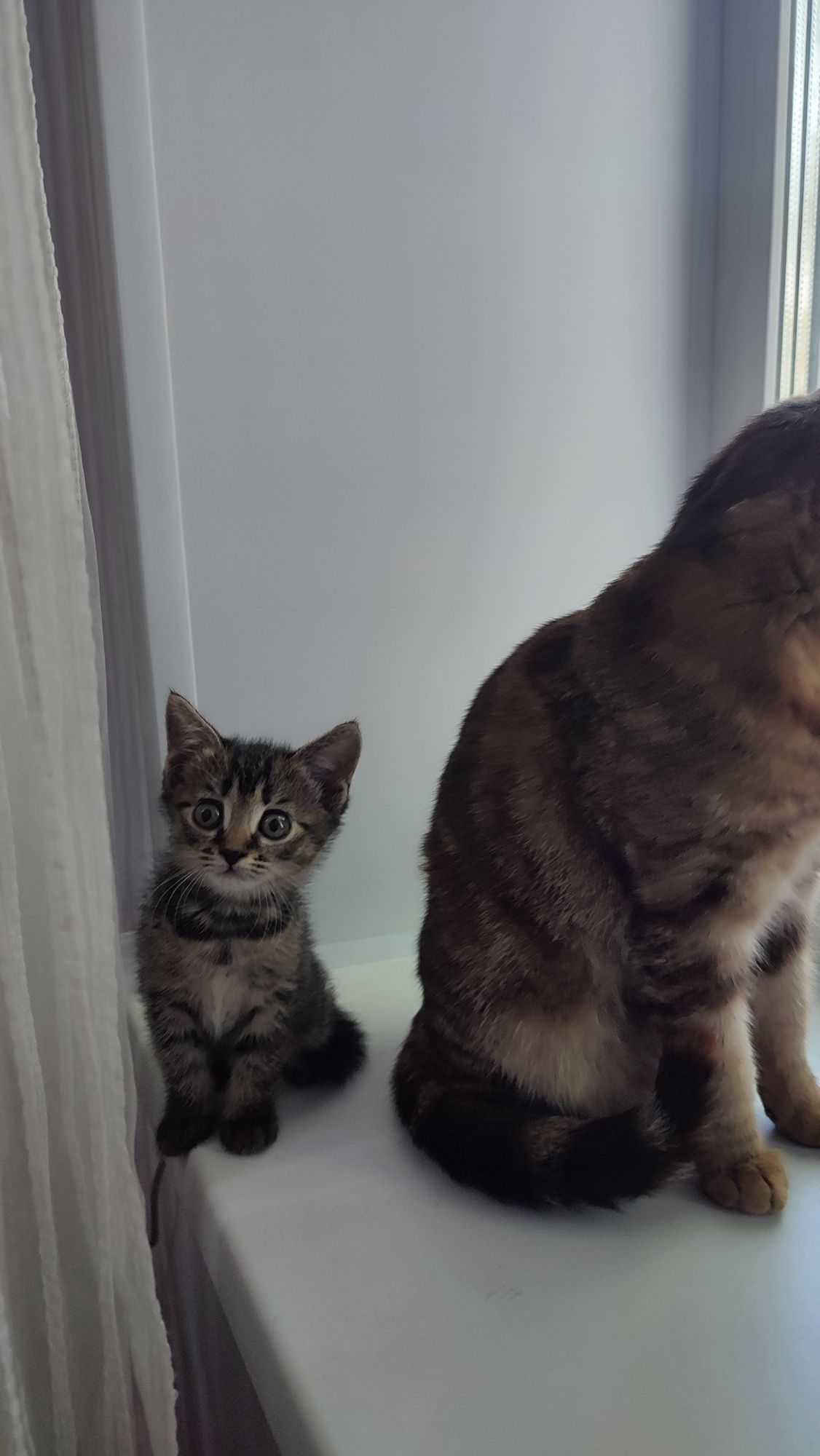 Котенок ждёт именно тебя