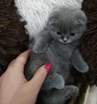 Шотландские Вислоухие Котята