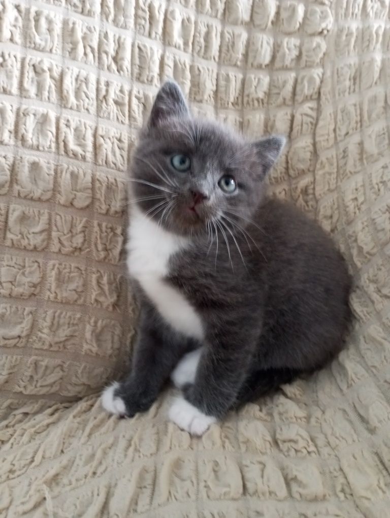 Отдам серенького котенка