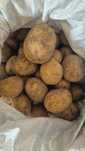 Продам дачный картофель