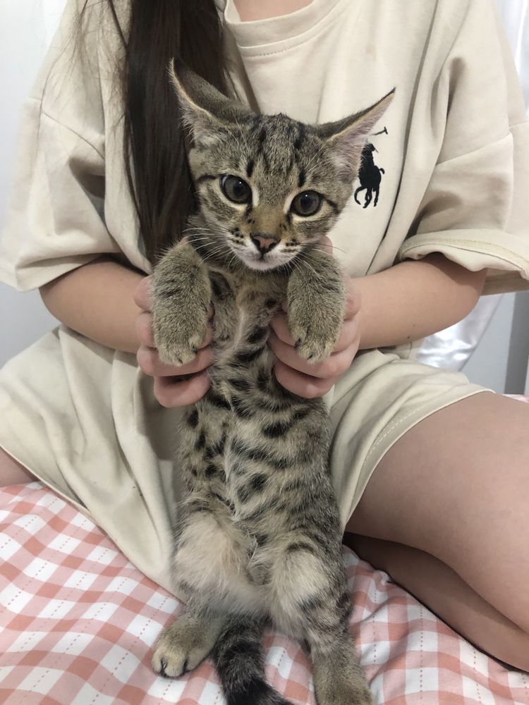 Котята в хорошие и добрые руки